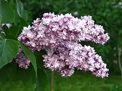 'Duc de Massa' (1905)