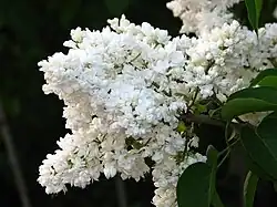 'Mme Lemoine' (1890)