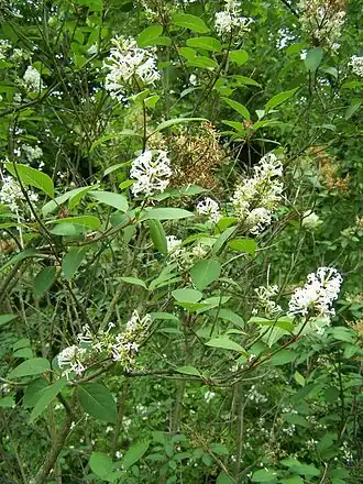 Сирень гималайская