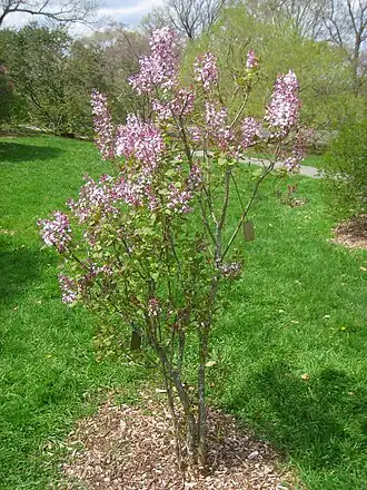 Сирень широколистная