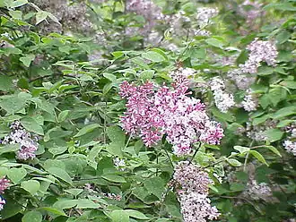 Сирень Юлия