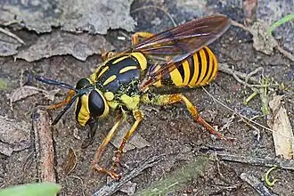 Sphecomyia vittata