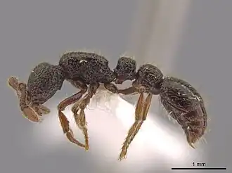 Рабочий Syscia atitlana