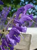 Шалфей луговой (Salvia pratensis)