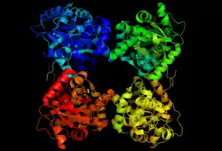 Трёхмерная схема тетрамера треониндезаминазы