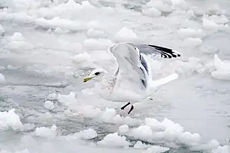 Чайка Тэйера