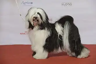 Тибетский терьер