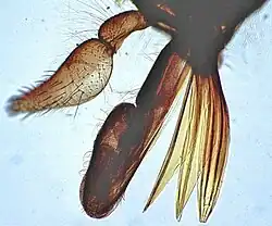 Ротовой аппарат самки слепня