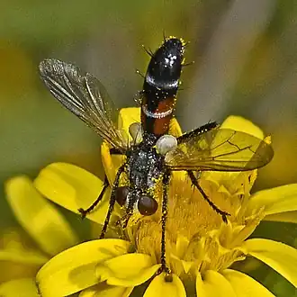 Cylindromyia interrupta