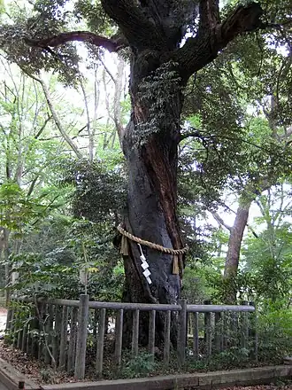 Дерево с симэнавой в лесу