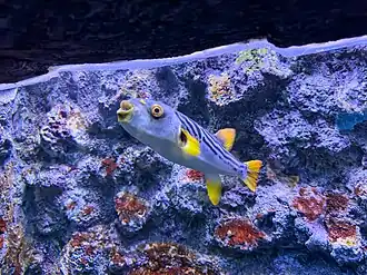 Желтопёрая рыба-собака