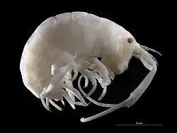 Talitrus saltator (Talitridae).