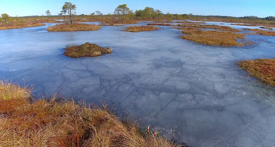 Болото Кеава в марте