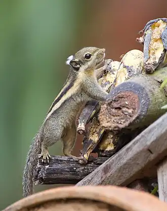 Гималайская полосатая белка(Tamiops mcclellandii)