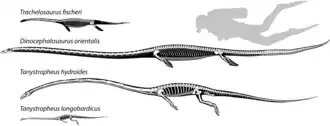 Скелетные реконструкции Trachelosaurus fischeri, Dinocephalosaurus orientalis, Tanystropheus hydroides и Tanystropheus longobardicus