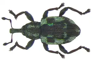 Tanysphyrus lemnae