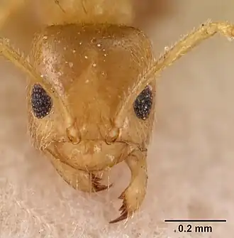 Муравей Tapinolepis tumidula