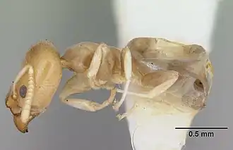 Муравей Tapinoma annandalei