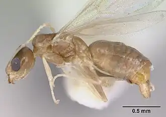 Крылатый самец