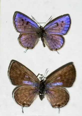 Самец и самка