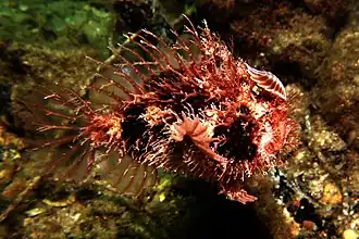 Кисточковая рыба-клоун (Rhycherus filamentosus)