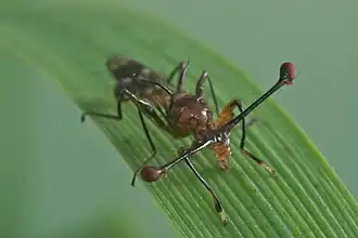 Самец Teleopsis dalmanni