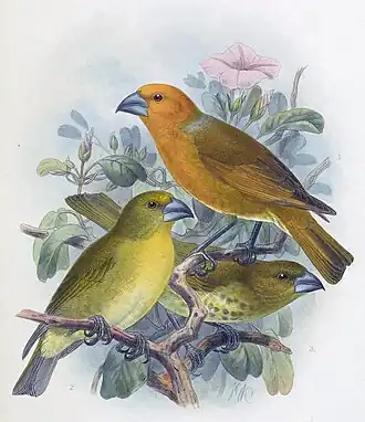 Оранжевогрудая вьюрковая цветочница