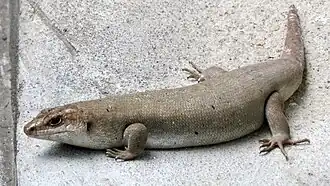 Лейолописма Телфера (Leiolopisma telfairi)