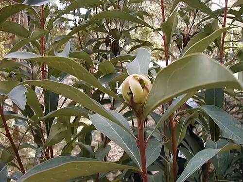 Листья и бутон