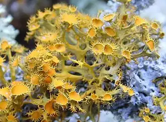 Телосхистес золотистоглазый (Teloschistes chrysophthalmus)