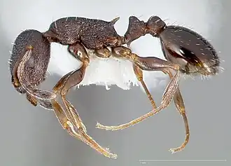 Temnothorax nevadensis