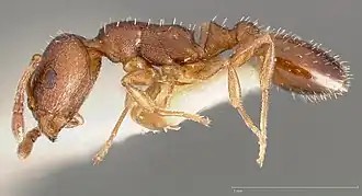 Temnothorax oxynodis