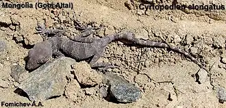 Гобийский геккон из окрестностей озера Алаг-Нур, Монголия