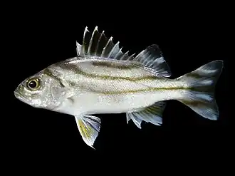 Трёхполосый терапон (Terapon jarbua)