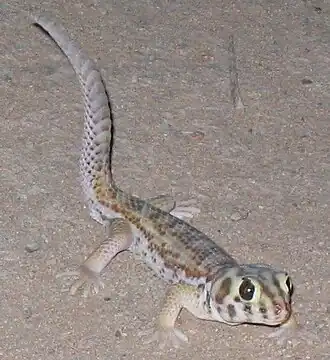 Сцинковый геккон (Teratoscincus scincus)