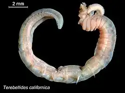 Terebellides californica