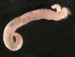 Terebellides hutchingsae