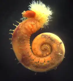 Terebellides stroemii