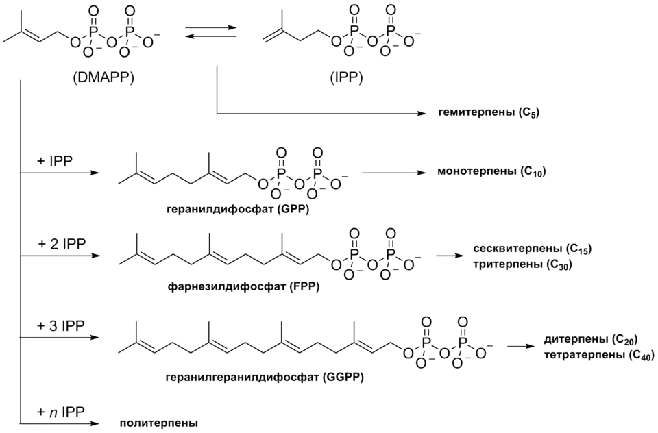 Биосинтез терпенов