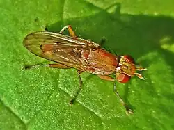 Tetanocera ferruginea