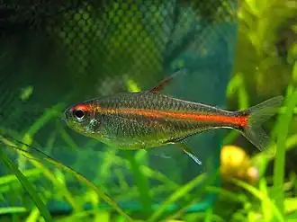 Эритрозонус