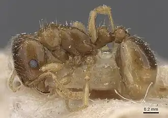 Tetramorium aegeum