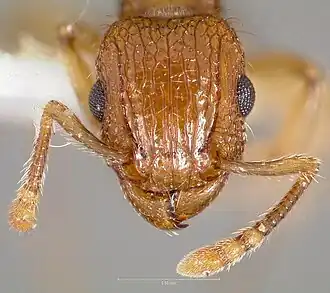 Муравей Tetramorium bicarinatum
