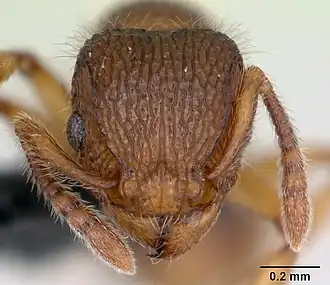 Рабочий муравей Tetramorium lanuginosum