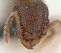 Самка Tetramorium mars, голова