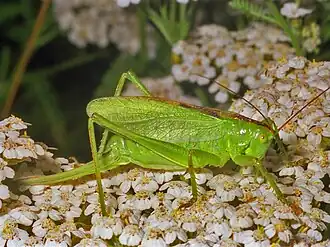 Tettigonia cantans, самка