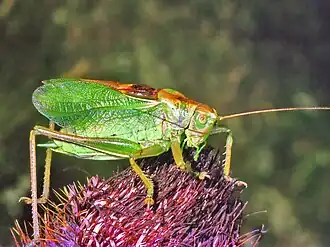 Tettigonia cantans, самец