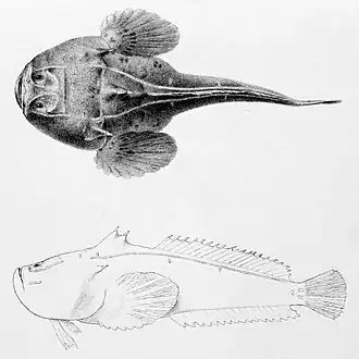 Пятнистая талассофрина (Thalassophryne maculosa)