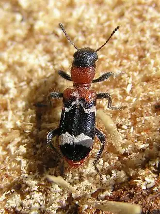Thanasimus formicarius
