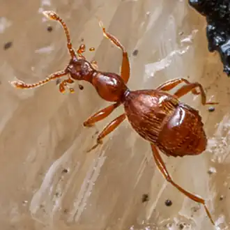 Thaumastocephalus dahnae